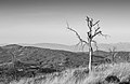 * Nomination Dead tree (Quercus faginea) on the summit of Cerro de Treviño. County of Treviño, Spain --Basotxerri 09:51, 18 March 2017 (UTC) * Promotion  Support Good quality.--Famberhorst 16:43, 18 March 2017 (UTC)