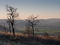 * Nomination Portuguese oak (Quercus faginea) on the summit of Cerro de Treviño. County of Treviño, Spain --Basotxerri 09:10, 19 March 2017 (UTC) * Promotion Good quality --Jakubhal 09:19, 19 March 2017 (UTC)