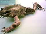 Trichobatrachus robustus