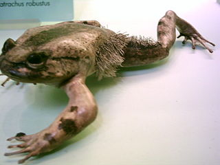 <span class="mw-page-title-main">Hairy frog</span> Species of amphibian