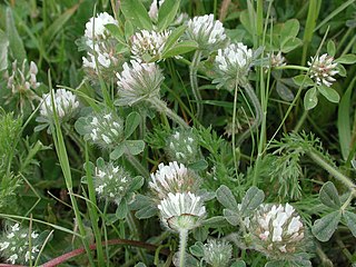 <i>Trifolium cherleri</i> Species of plant in the family Fabaceae