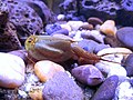 Miniatura Triops