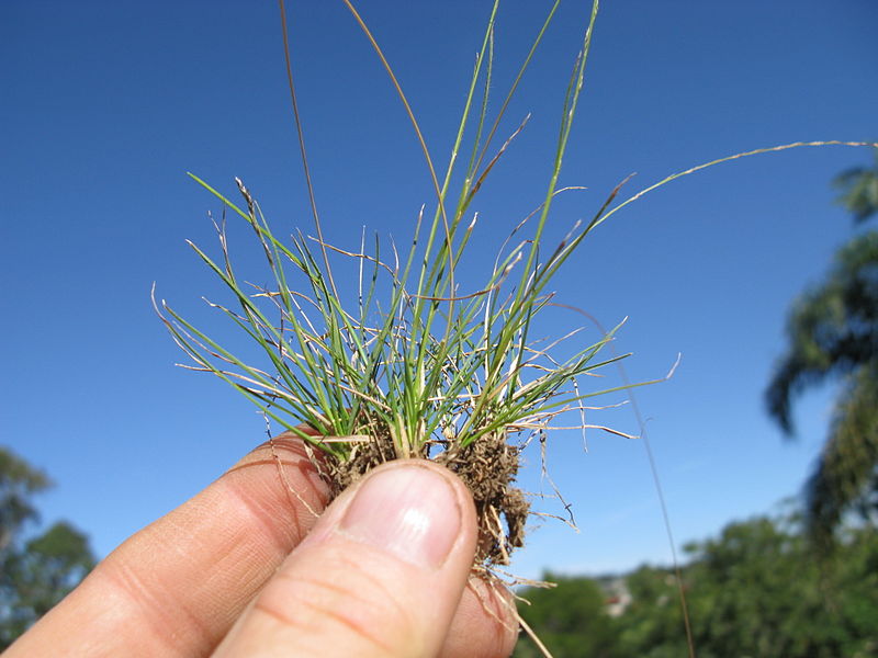 File:Tripogon loliiformis plant base2 (14110672424).jpg