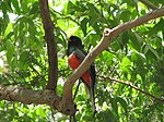 Trogon elegans- Male.jpg