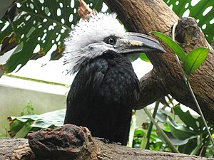 White-headed hornbill