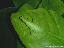 Tropidomantis (Eomanti) guttatipennis.jpg