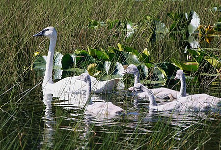 Tập_tin:Trumpeter_Swan_brood.jpg