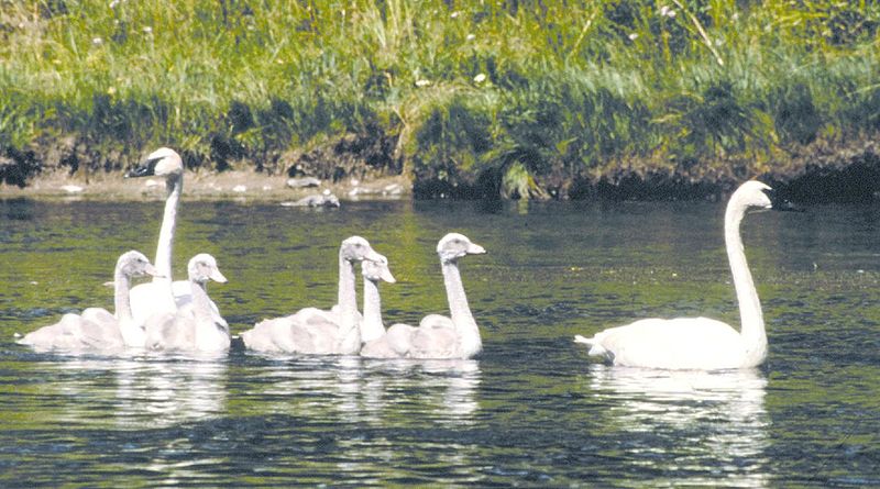 File:Trumpeter Swans in Grand Teton NP-NPS.jpg