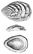 Illustration of a fossilized shell in multiple views of the Silurian monoplacophoran mollusc Tryblidium reticulatum. Head region is to the left. Tryblidium reticulatum 3.jpg