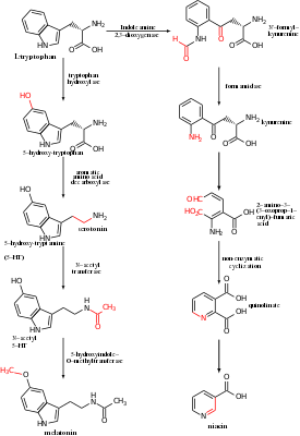 Metabolism of
l-tryptophan into serotonin and melatonin (left) and niacin (right). Transformed functional groups after each chemical reaction are highlighted in red. Tryptophan metabolism.svg