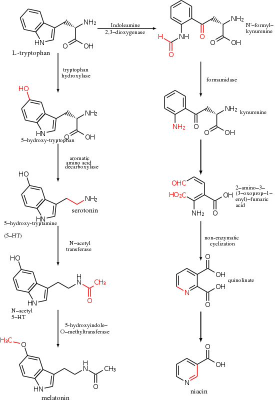 Metabolism of l-tryptophan into serotonin and melatonin (left) and niacin (right). Transformed functional groups after each chemical reaction are highlighted in red.