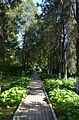 Tsiurupynsk Arboretum of the Lower Volga Dnieper Scientific Research Station 07 2ver (YDS 0715).jpg