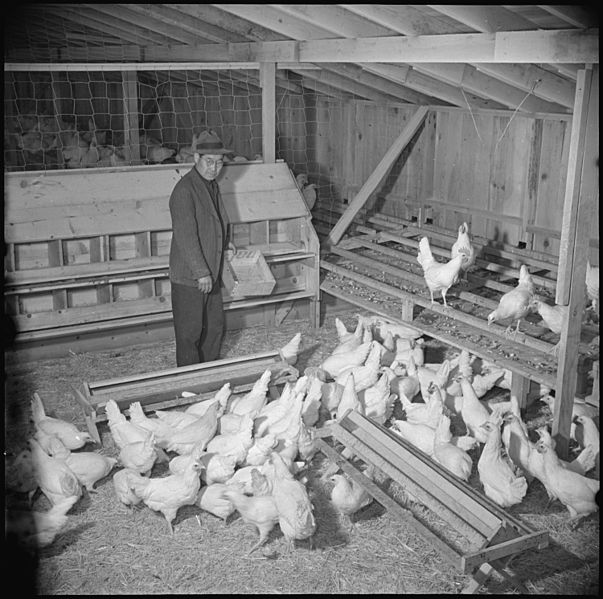File:Tule Lake Relocation Center, Newell, California. M. Nakamura, poultry caretaker, and former farmer . . . - NARA - 536748.jpg