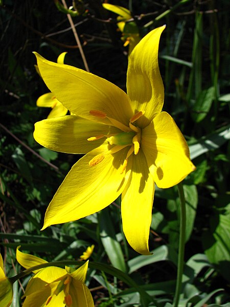 File:Tulipa sylvestris 02.JPG