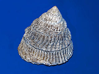<i>Tegula regina</i> species of mollusc