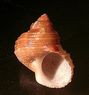 <i>Turbo cailletii</i> species of mollusc