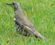 Mistle thrush Turdus viscivorus 1.jpg