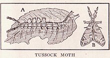 Illustration of tussock moth (1917) Tussock Moth Page 2947.jpg
