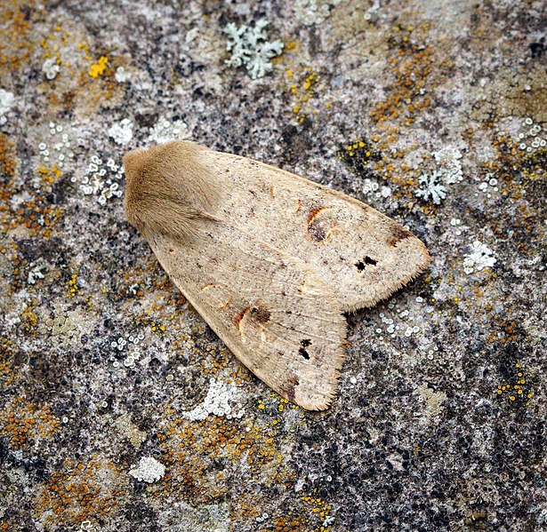 File:Twin-spotted Quaker (41239062061).jpg