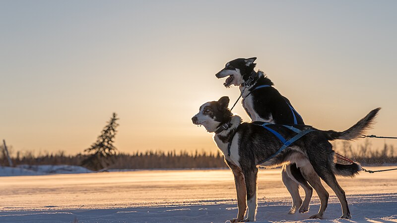 File:Two dogs, Alaska 2018 033-0.jpg