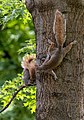 Image 965Two eastern gray squirrels (Sciurus carolinensis) on a tree, Boston Common, Boston, Massachusetts, US