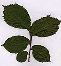 Миниатюра для Файл:Ulmus glabra MPF.jpg