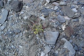 Unidentified Fabacea in Gorno-Badakhshan.jpg