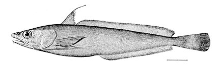 Latza (urophycis tenuis)