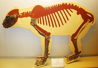 <i>Ursus minimus</i> Extinct species of carnivore