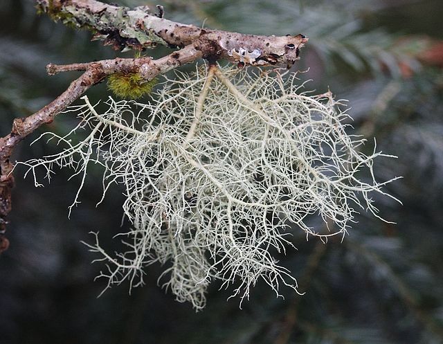 Description de l'image Usnea filipendula 170406a.jpg.