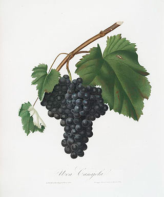 <span class="mw-page-title-main">Canaiolo</span> Variety of grape