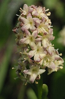 <i>Valeriana celtica</i> Species of flowering plant