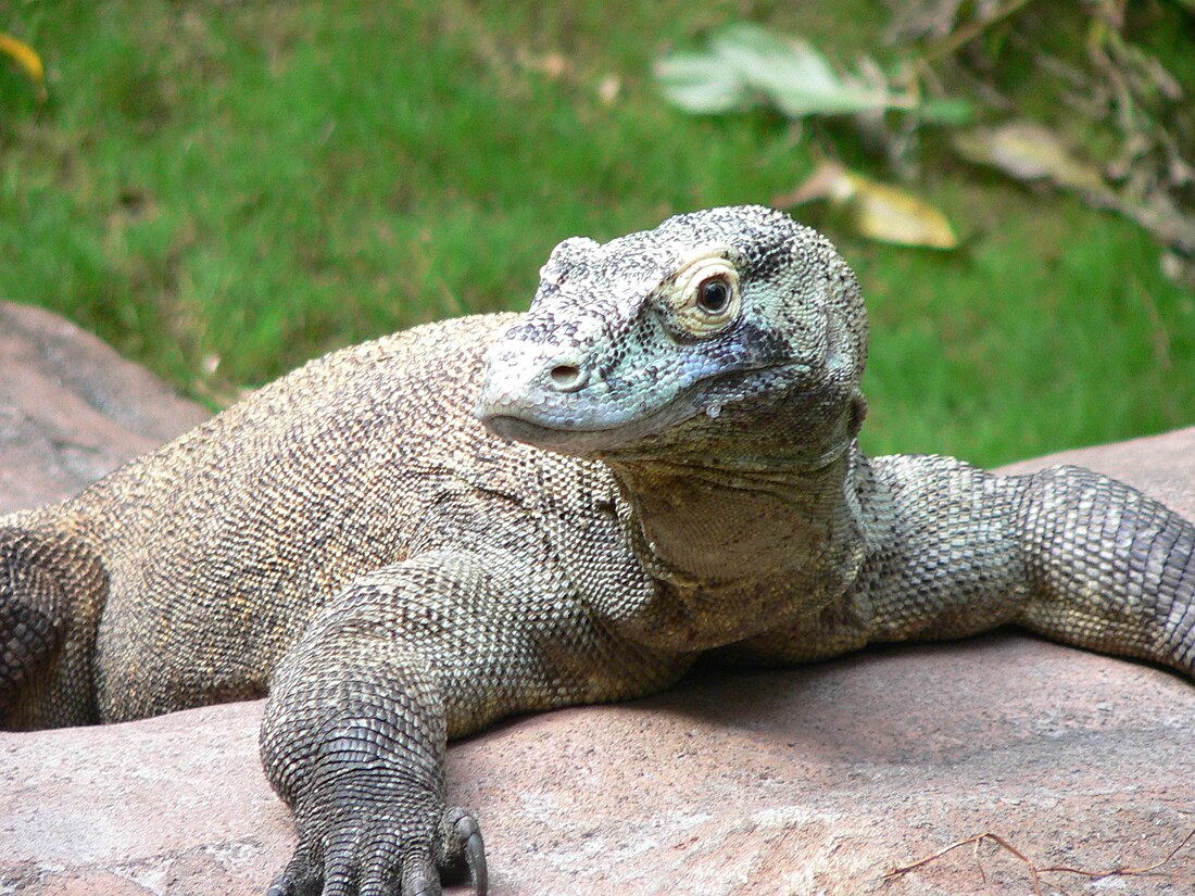 Varanus komodoensis