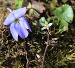 2014-4-8 Mount Fujiwara with Viola grypoceras