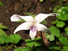 側弁の基部は有毛、唇弁が他の花弁より短く、赤紫色の条線が目立つ。花柱はカマキリの頭形になる。