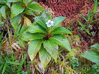 <i>Viola stipularis</i> Species of plant