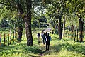 Tourists are walking towards Medla watch tower