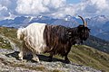 * Nomination Adult Valais Blackneck Goat on Belalp, Switzerland --JoachimKohler-HB 11:41, 12 April 2020 (UTC) * Promotion Good quality , but please add geolocation --PantheraLeo1359531 12:49, 12 April 2020 (UTC)  Support Very good for me, also without geolocation -- Spurzem 13:44, 12 April 2020 (UTC)