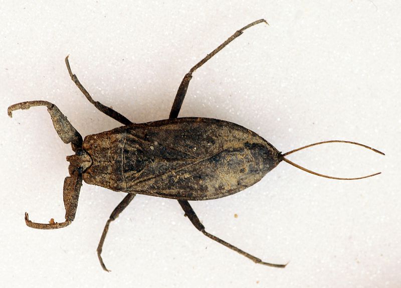 File:Water Scorpion - Nepa cinerea - Queens Wood - Hunsdon - UK - Flickr - Bennyboymothman.jpg