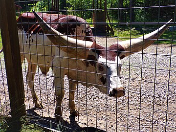 Watusi cattle at zoo.jpg