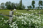 Miniatuur voor Bestand:Wei met paarden.JPG