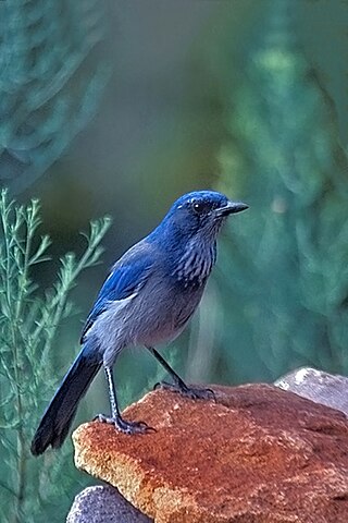 <span class="mw-page-title-main">Woodhouse's scrub jay</span> Species of bird