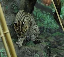 Wet Fishing Cat.jpg