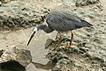 * Nomination Pied Heron. --99of9 06:58, 17 August 2010 (UTC) * Promotion  Support Useful --Archaeodontosaurus 08:46, 17 August 2010 (UTC)