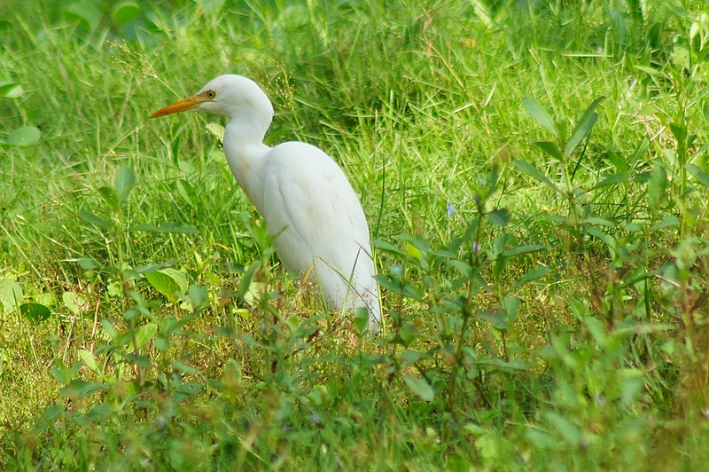 Gambar:White Heron 02225.JPG