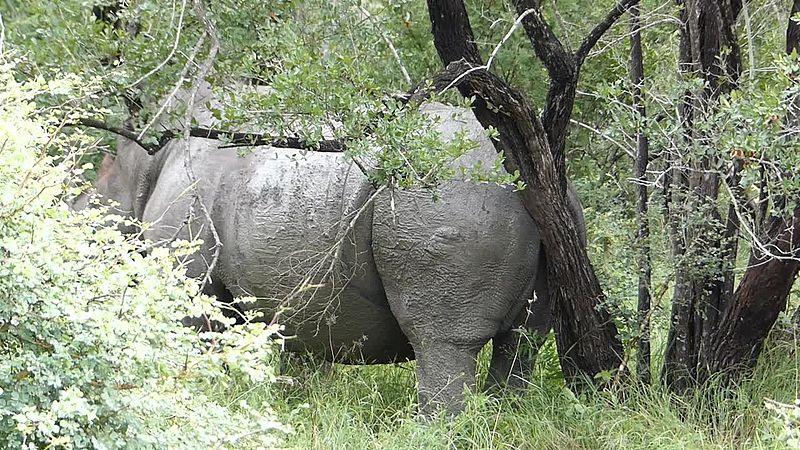 File:White Rhino (Ceratotherium simum) scratching its butt (14014020212).jpg