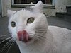 White cat licking.jpg