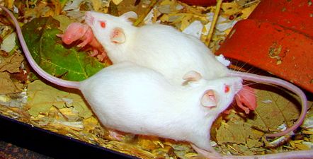 White pet mice's conflict of interest.JPG