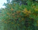 White pine shedding old foliage in autumn