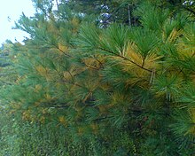 White pine boughs, showing annual yellowing and abscission of older foliage in the autumn, upstate New York, USA